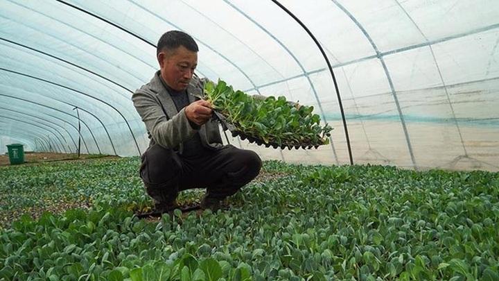 废弃矿区生态修复技术研究，微生物菌群改良土壤，西兰花冷藏抑菌效果分析