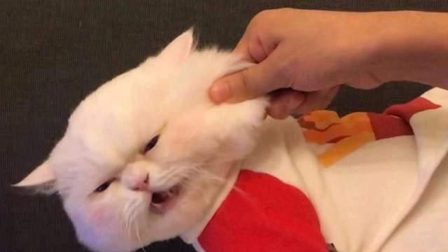 挑一句，不带脏字的怼人句子