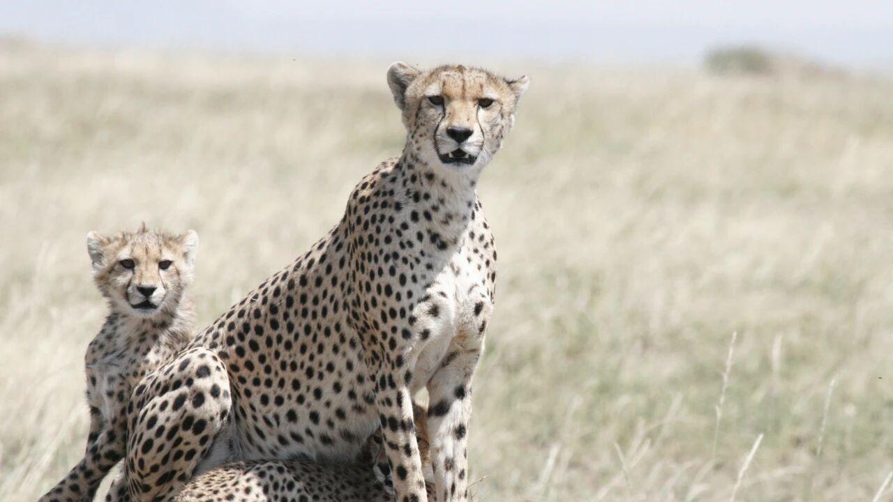 非洲牧民救下一只猎豹，两年喂了15只羊