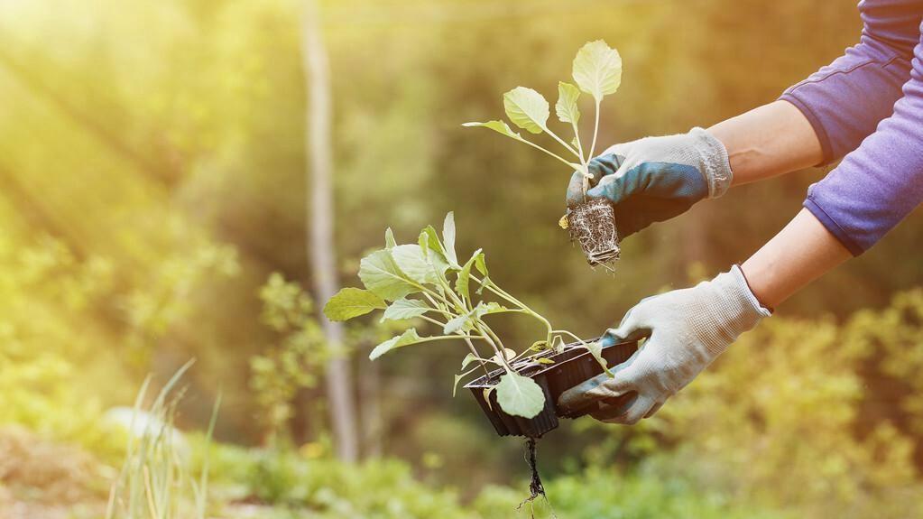 从种子到餐桌：西兰花种植的四季管理和病虫害防治