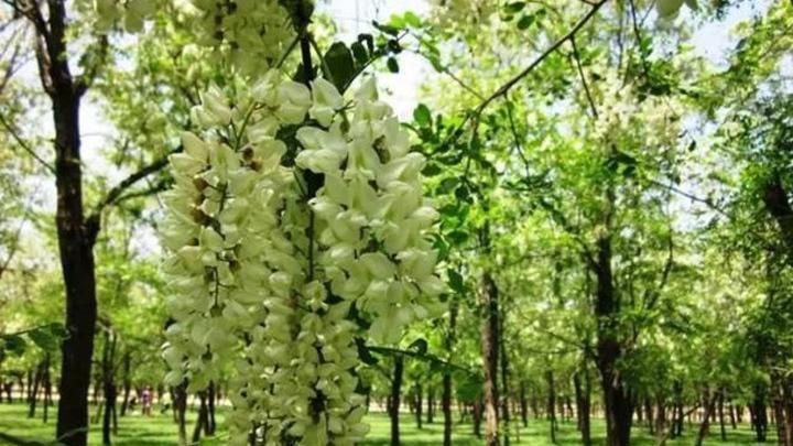 槐花移栽土球散落防治技术，根系包裹与抗蒸腾剂应用，冰袋预冷储存方案优化