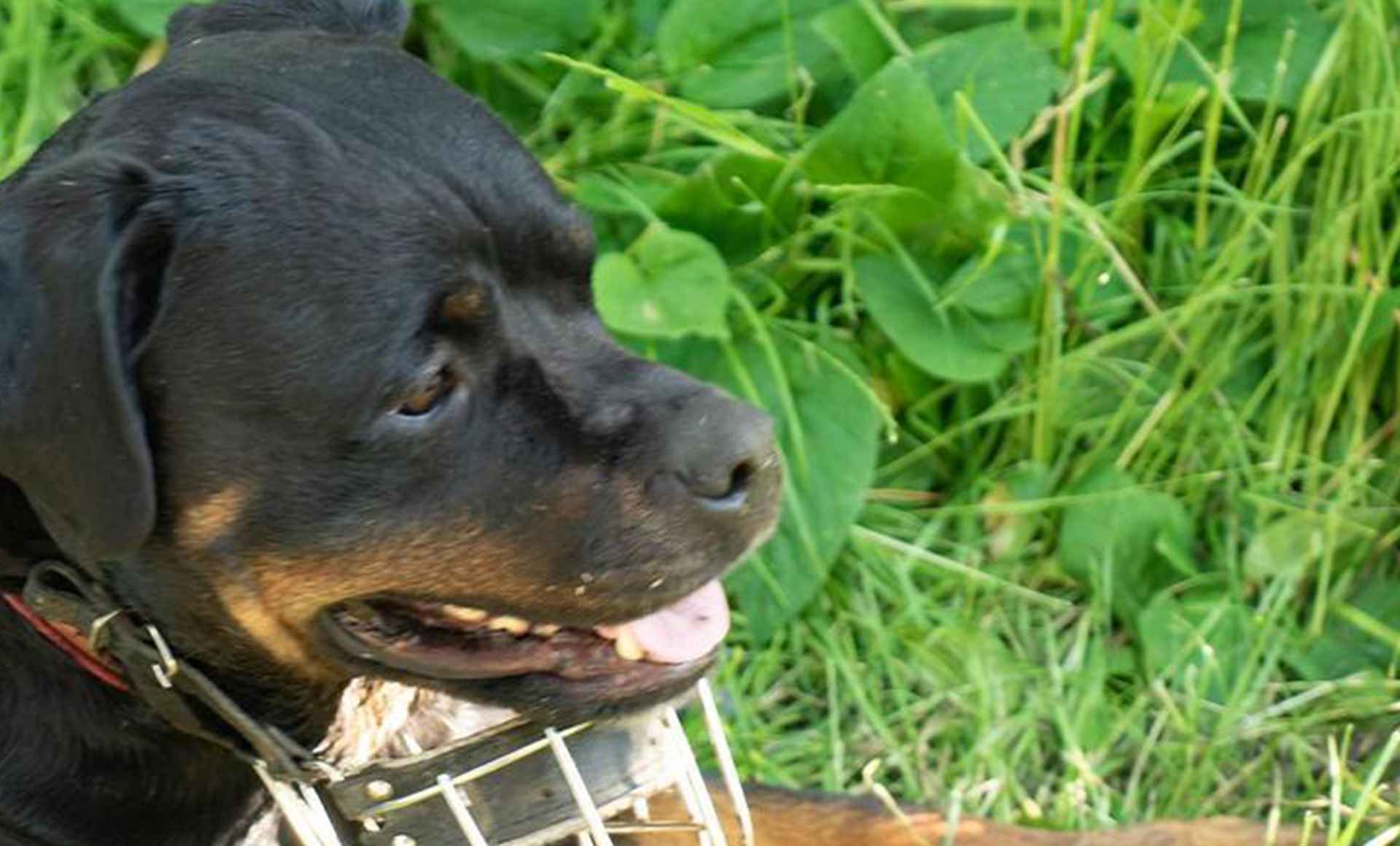 罗威纳工作犬退役，警犬基地安置方案，家庭适应性评估，护主本能转化