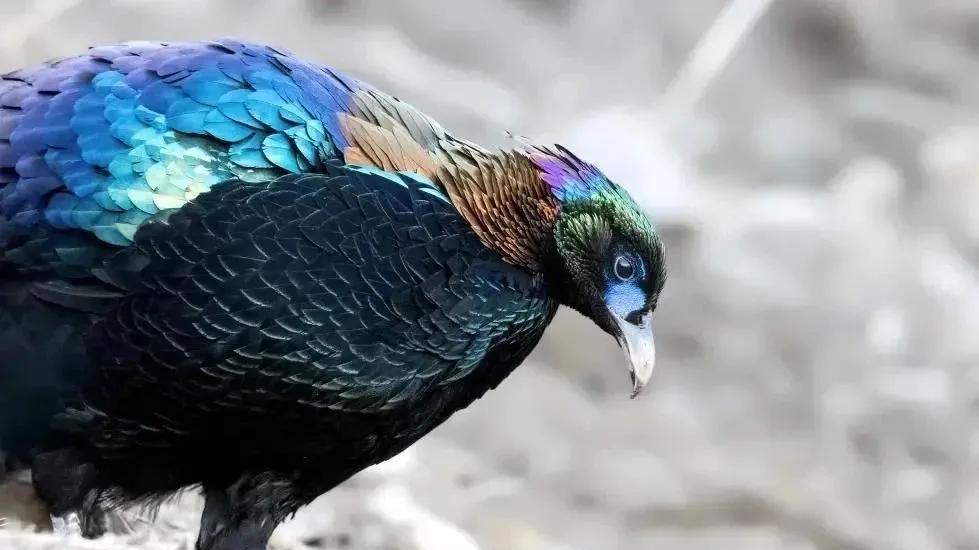 四川甘孜拍到“青鸾神鸟”，比大熊猫还珍稀，竟是三星堆原型？