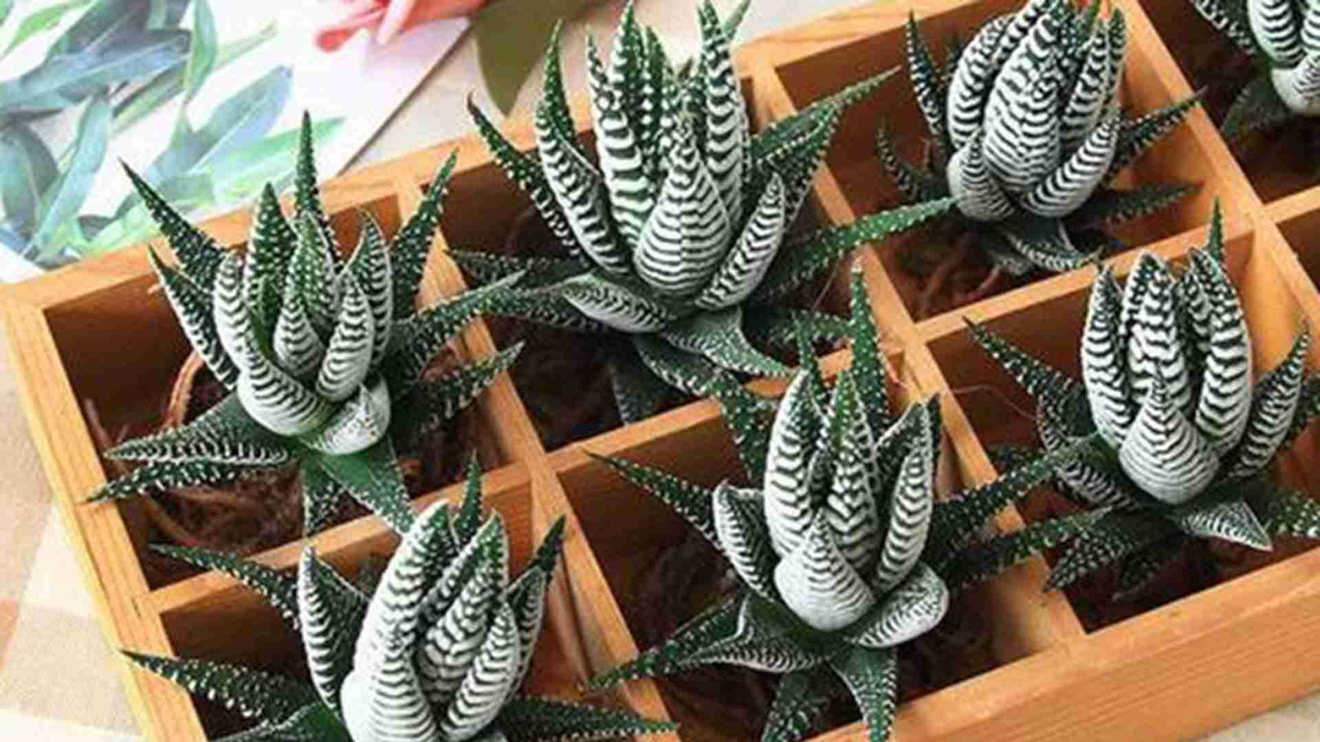 九轮塔附生凤梨配，热带雨林缸造景，植物园展览项目，喷淋系统智能化