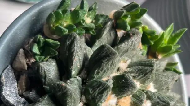 北美洲的仙人球，进口到我国，售价几千，很多人直接养成标本