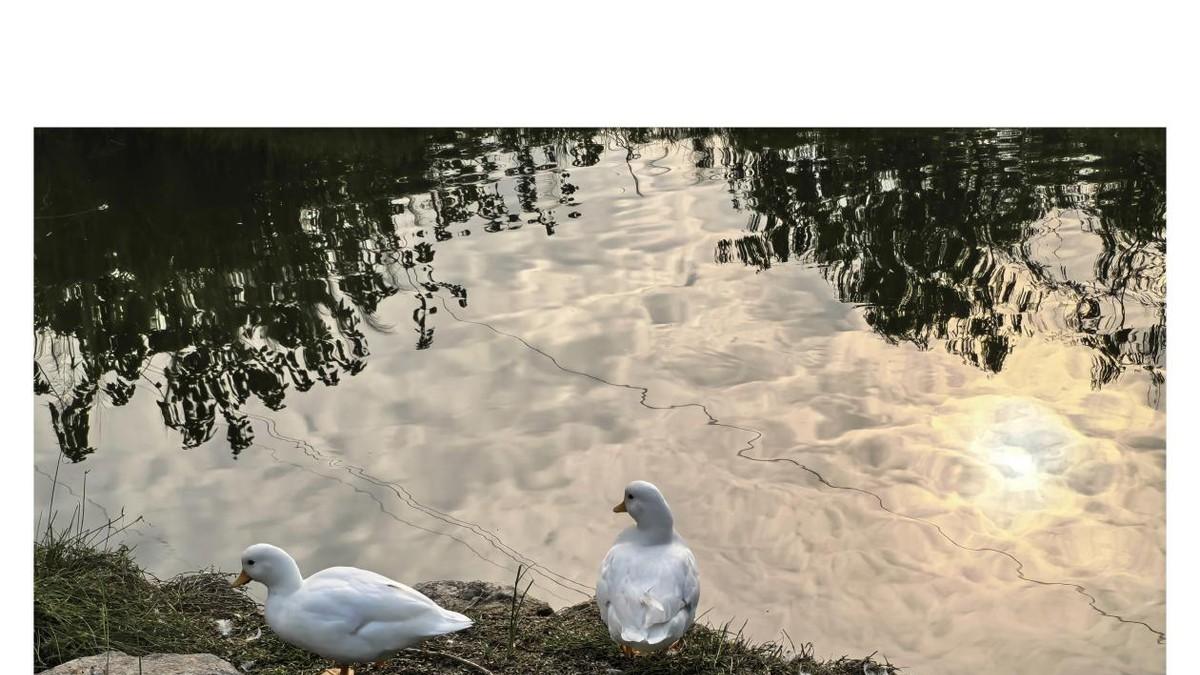 华为Mate 70 Air预售，开启7英寸大屏全能时代