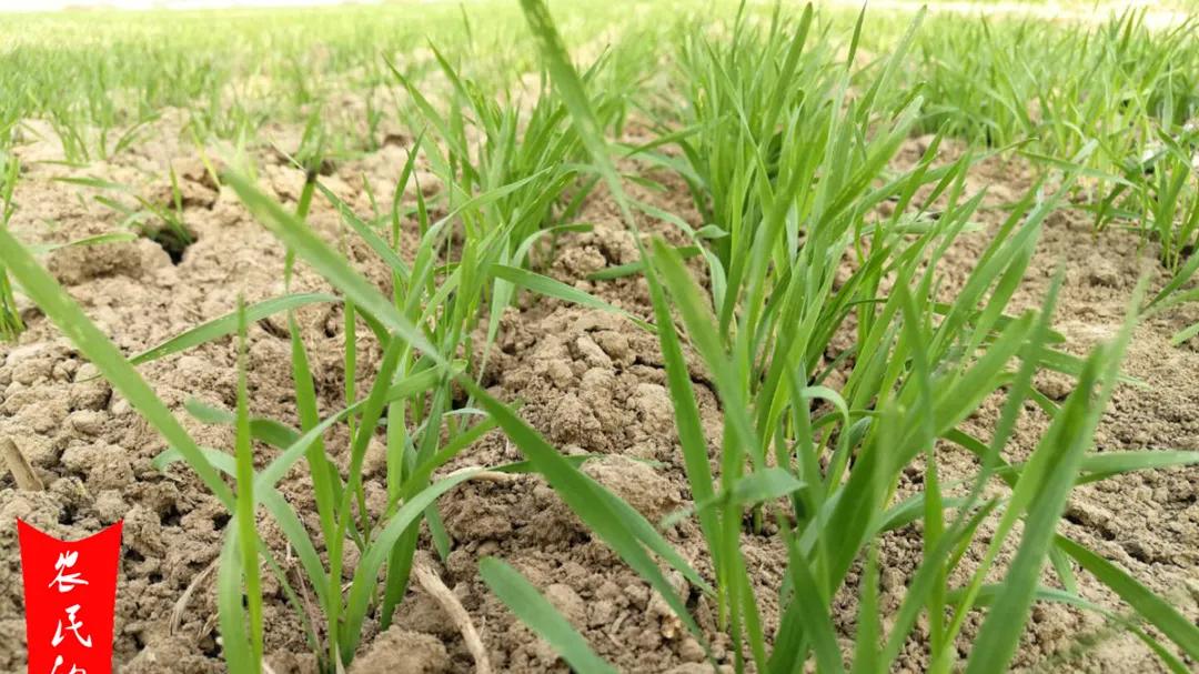 11月下旬播种的小麦，过去20天了，刚出苗一半，可以浇冻水吗？