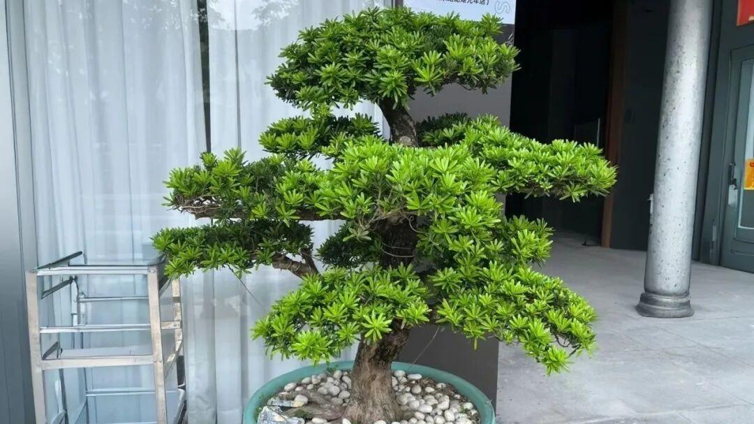 难怪有钱人都养罗汉松！“家有罗汉松，世代不受穷”，庭院盆栽都适配