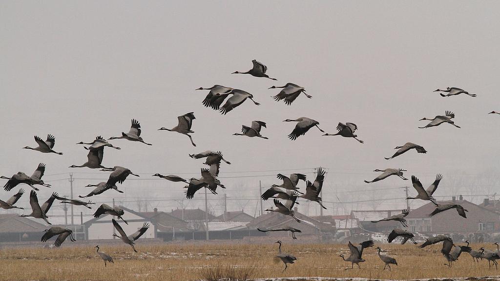 冠泽鹤：草原舞者的求偶仪式