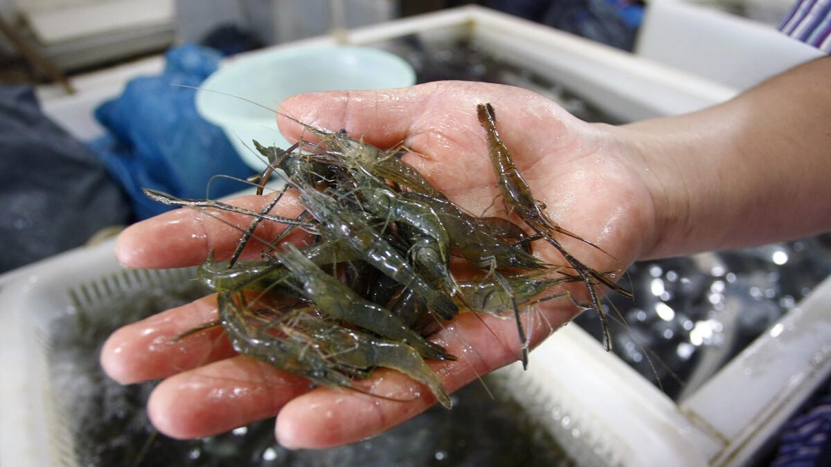 曾经泛滥成灾的河虾，如今身价倍增，一斤50元供不应求？