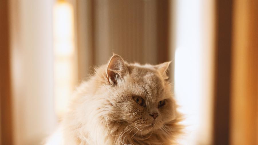 猫狗粮和罐头喂养指南：科学搭配，健康加倍