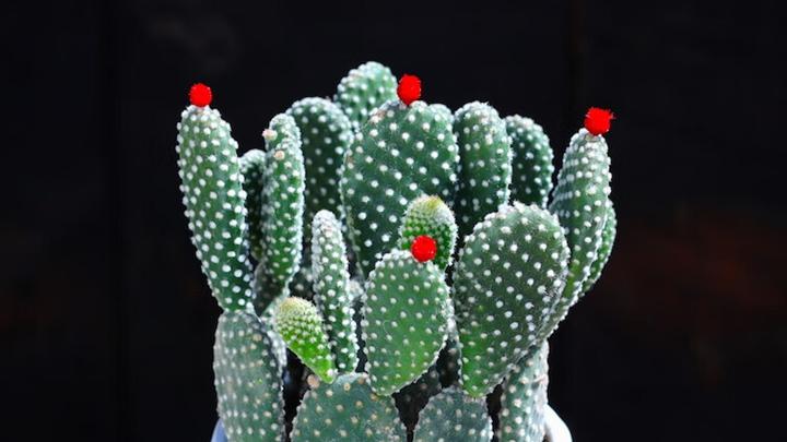 仙人掌嫁接砧木选材，居家湿度超标，半年成功率，越级碾压指南