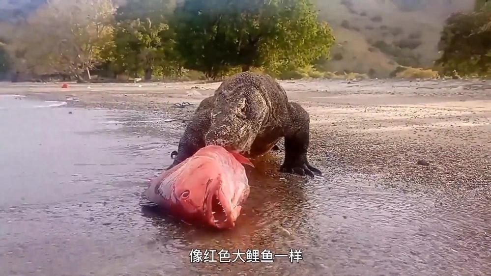 科莫多巨蜥的“海鲜自助”惊魂记：当陆地霸主遭遇深海恶魔，一场跨越5000万年的生存博弈