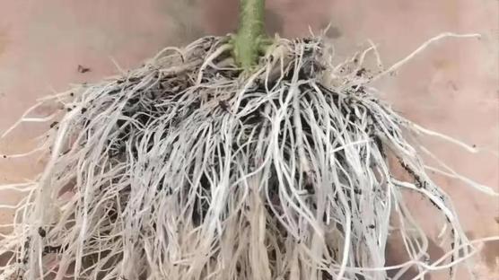 根系养护黄金期：11–12月用什么肥料