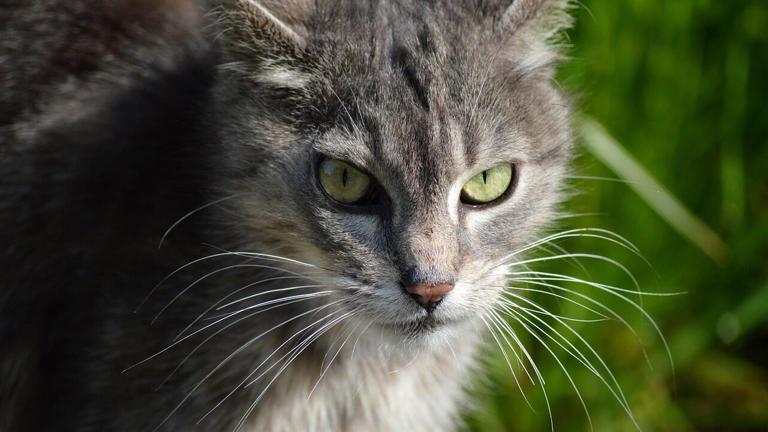 Agentic AI基金会成立：智能体的“Linux时刻”来了！