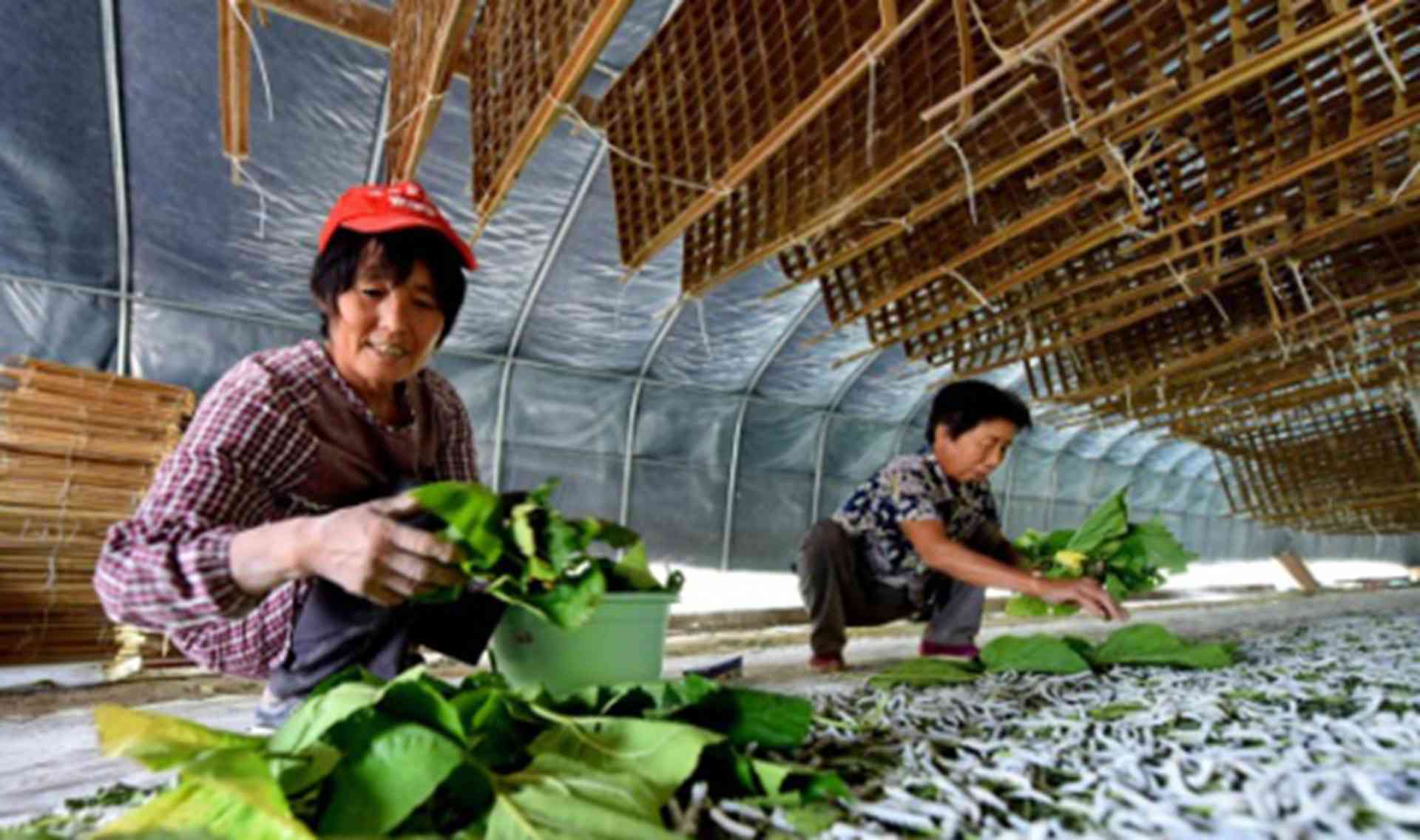 蚕座消毒流程，五步操作规范，返乡护士转行，桑蚕真菌病预防要记牢