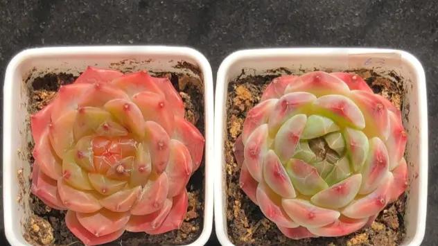 多肉商家也开始内卷，卖的肉肉都很精致，价格还是白菜价！