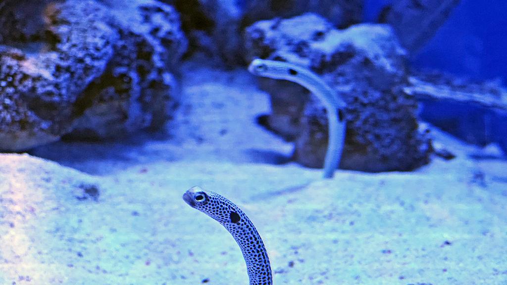 花园鳗：沙底“站岗兵”群居生态