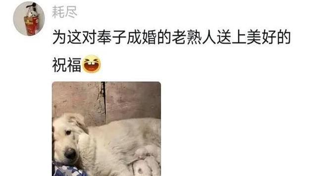 笑麻了，男子照顾家里生产完的小狗，网友：抽空还是把证领了吧