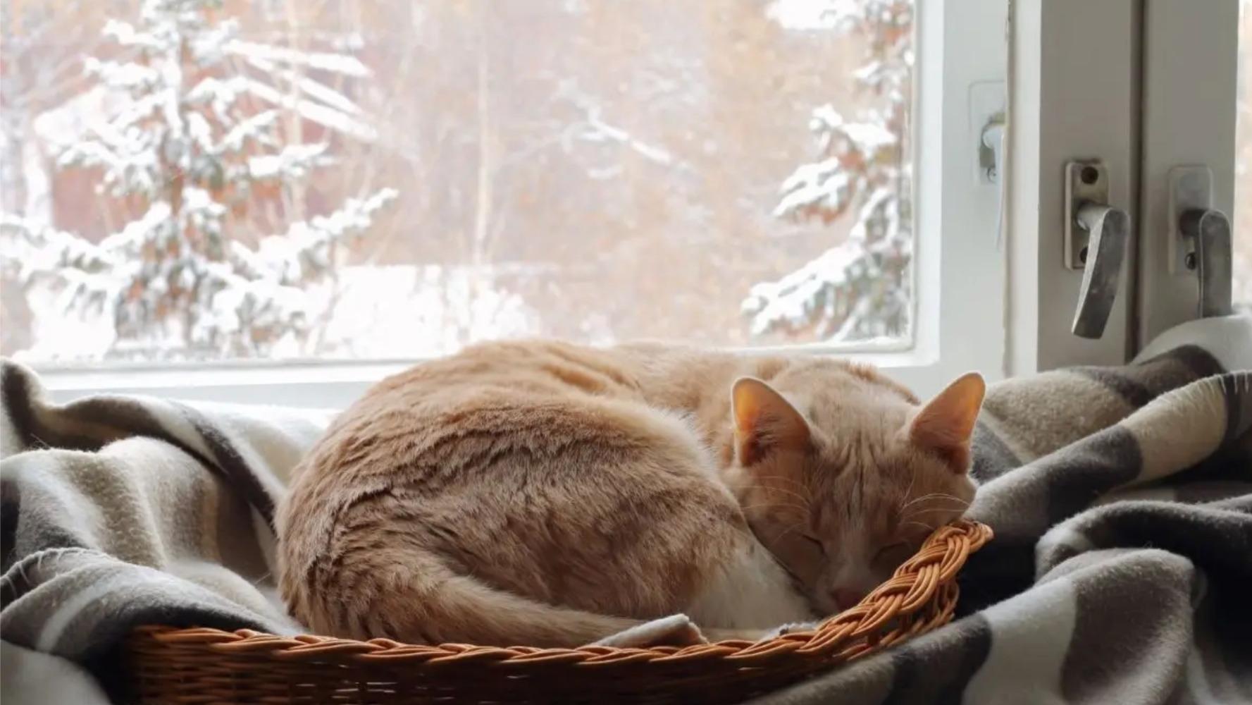 哪种猫粮适口性最好双十一值得买？性价比高还安全的十款猫粮汇总