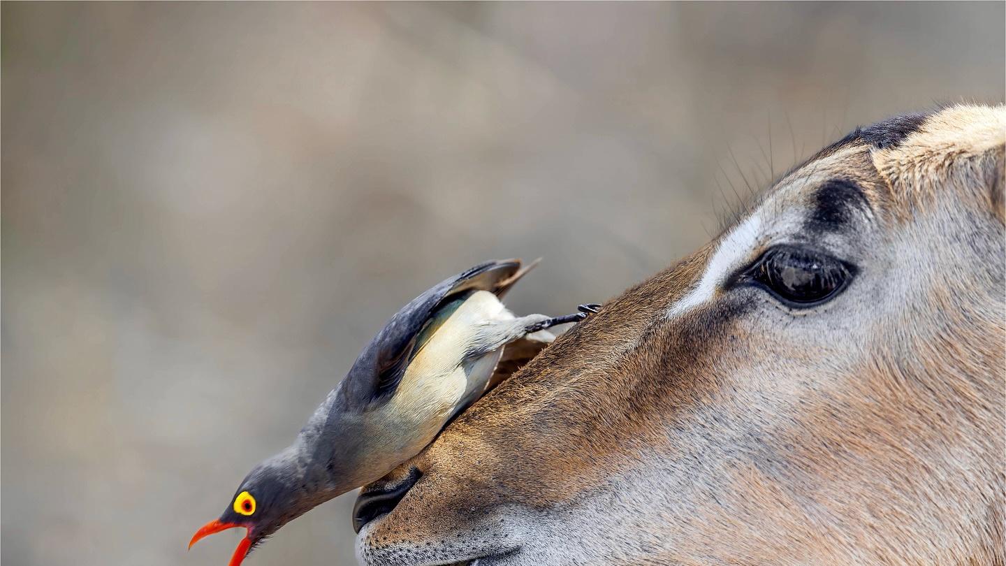 为什么贾玲一开口你就想笑？拆解幽默背后的4个底层逻辑