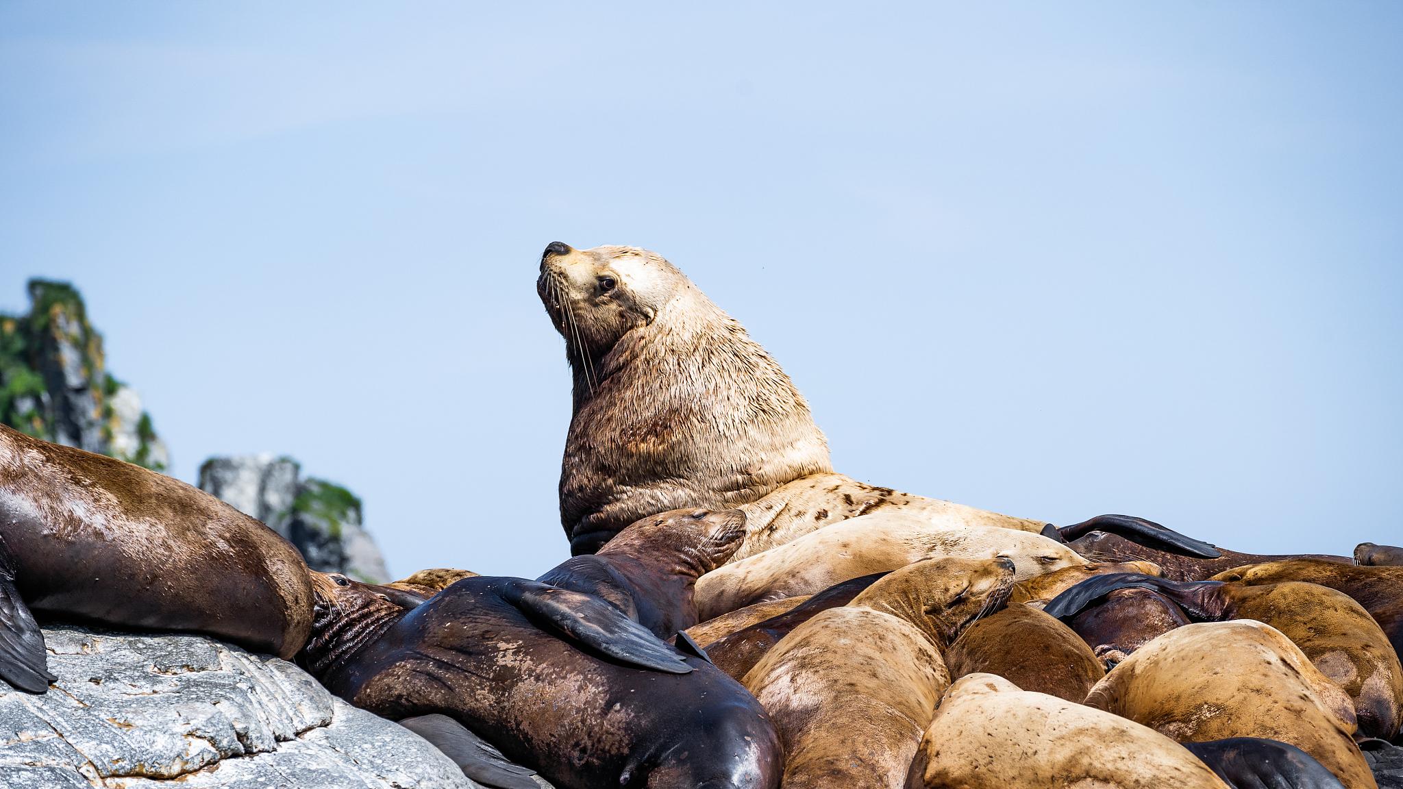 北海狮占领日本无人岛：一场动物殖民的生态奇观