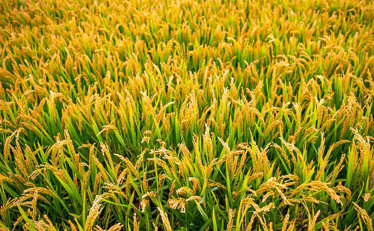 玉米抗旱栽培技术创新，解析地膜覆盖与保水剂应用的增产效应