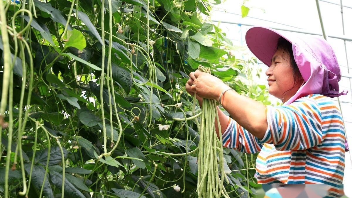 辣椒、豆角夏季落花落果落叶？三招教你稳住产量！