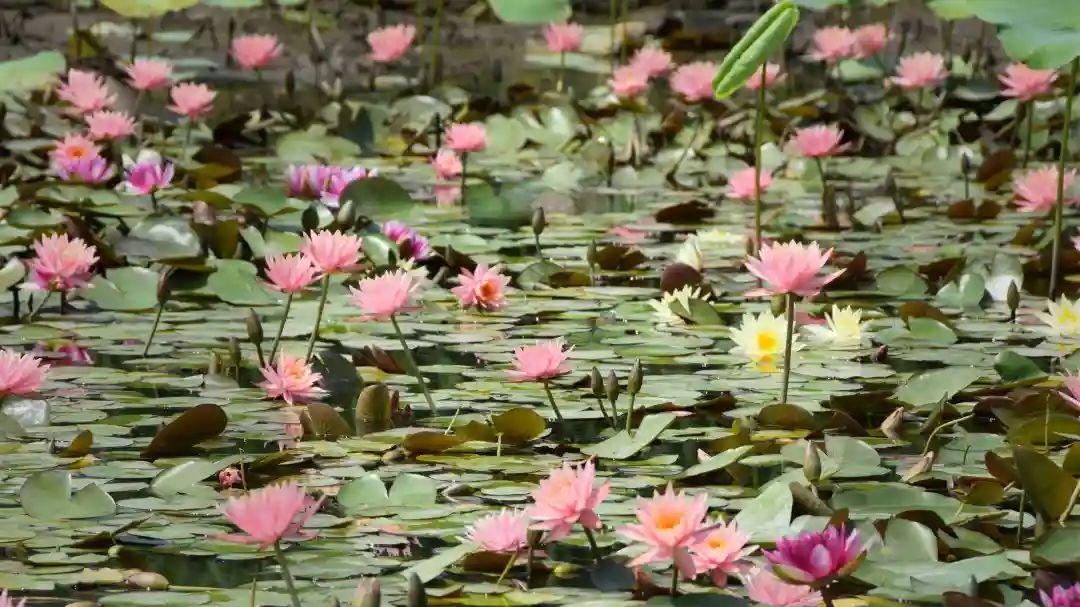 7月实拍：太原晋阳湖，湖畔花海美不胜收