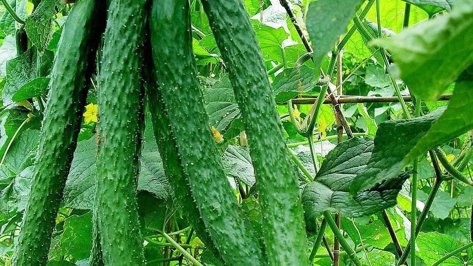 黄瓜生长全程虫害防御指南
