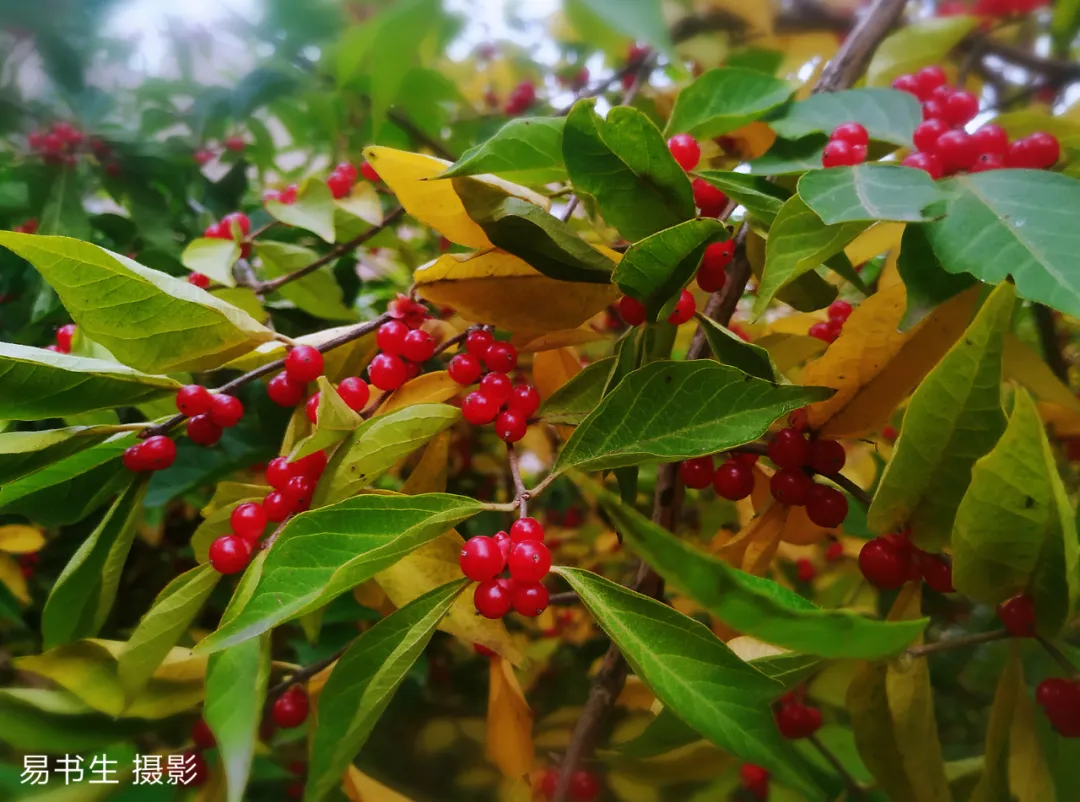 曹旭：既望之雨