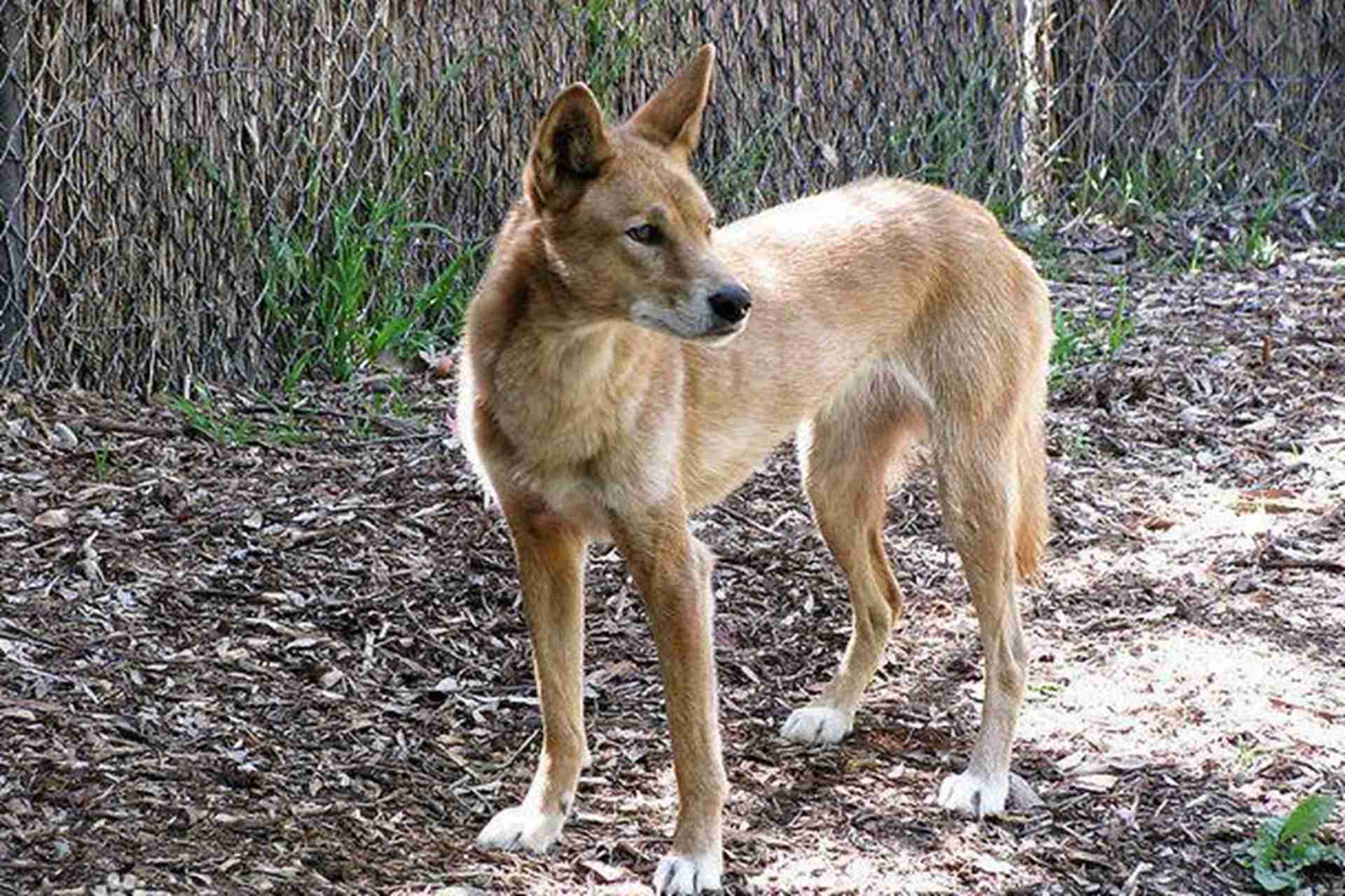 中华田园犬护卫本能，边境村寨饲养案例，陌生人威慑训练，吠叫威慑分级