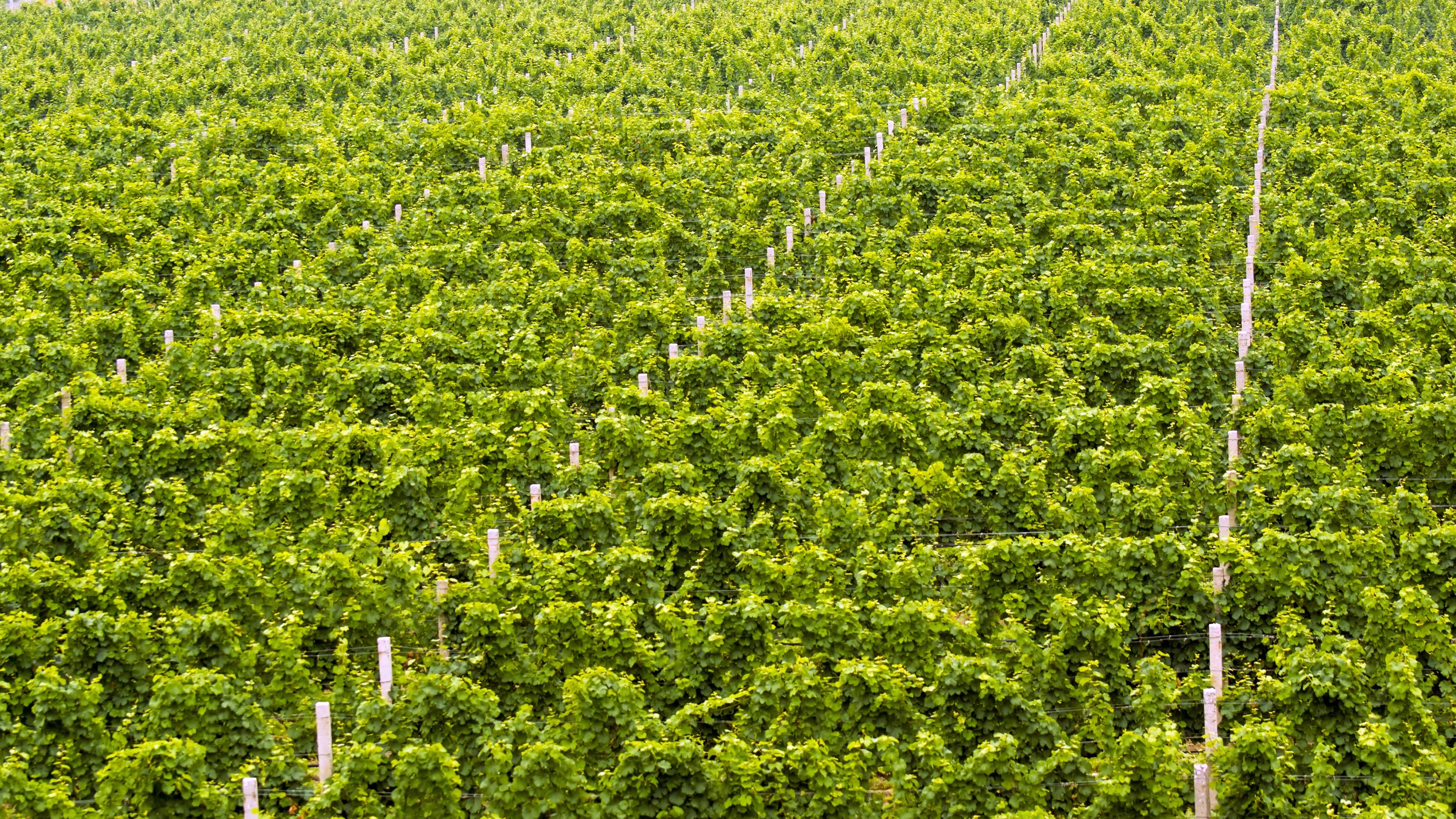 求同存异，才是大国相处的最优解