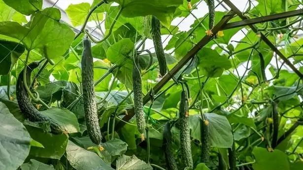 豆角、黄瓜等蔬菜种植技巧，株行距与每穴棵数详解，农民朋友必看指南