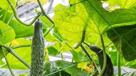 黄瓜种植技巧分享，落落秧管理要点，高产栽培经验总结