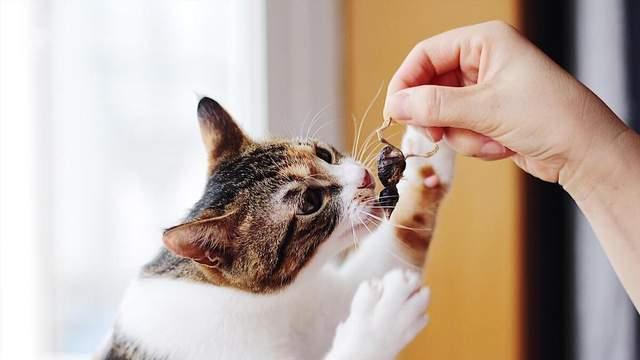 猫咬人到底有啥预兆？养猫人必看的行为解读手册