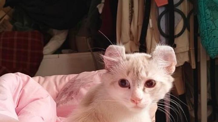 卷耳猫眼部护理要点，眼药水使用注意，自闭症儿童艺术教育实践，美国声学艺术作品中猫声