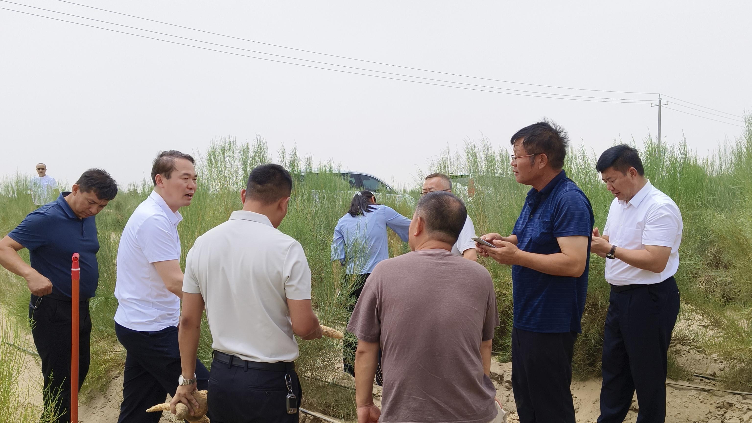 和田肉苁蓉采挖季，这场景太治愈