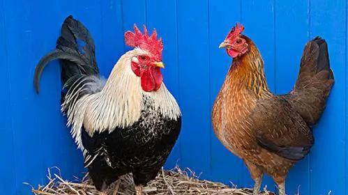 属鸡人，事业如日中天，“偏财”滚滚而来，正财横财络绎不绝！