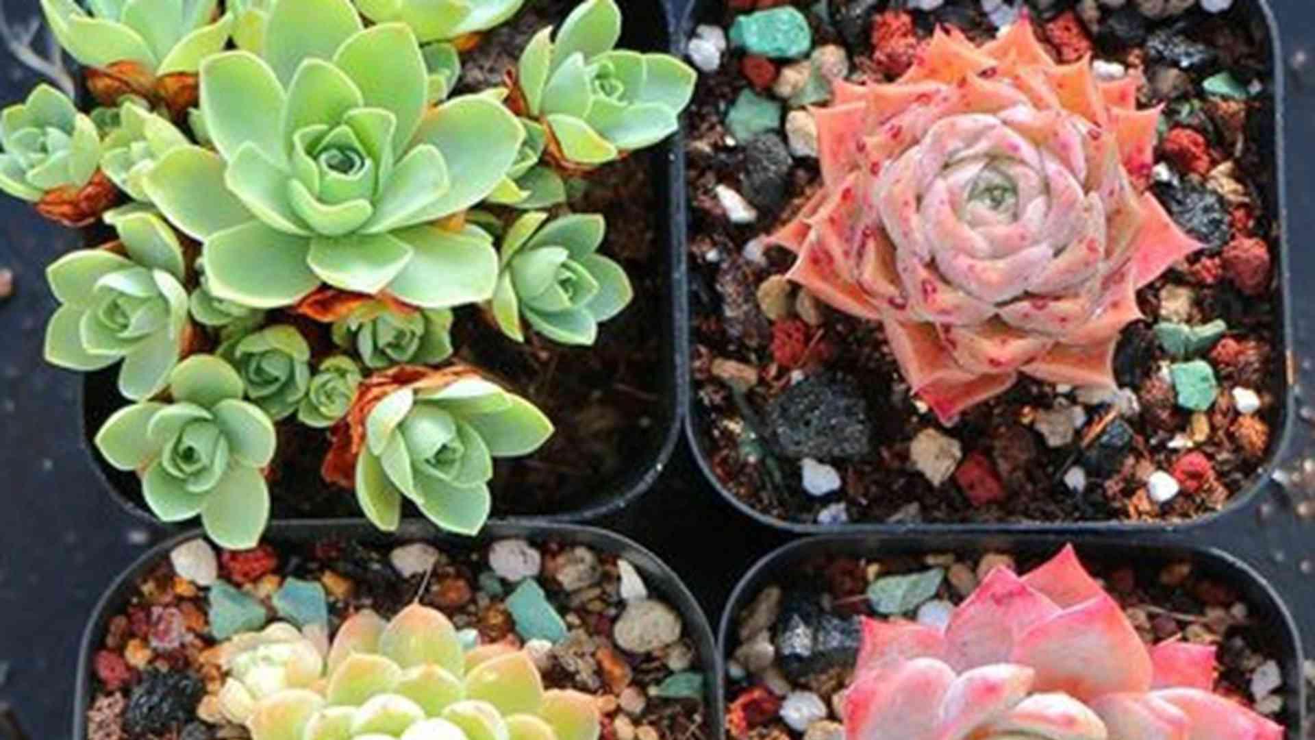山地玫瑰防寒对比，高原温差测试，畅销品种解析，千万别延误