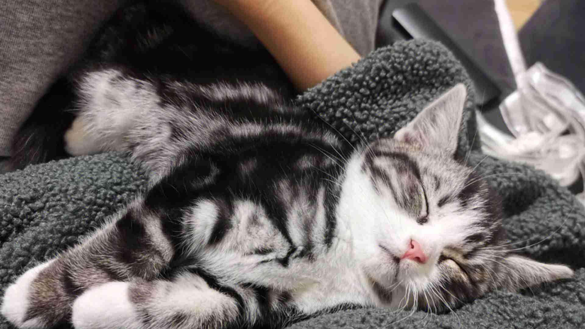 产箱隐蔽性改造，家养必做项，回乡青年谈，狸花猫弃崽现象解析