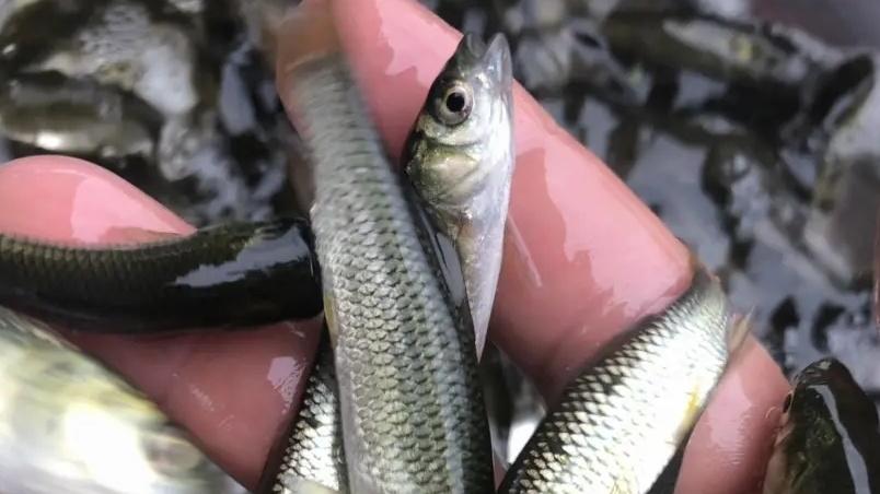 5 个养殖技巧，让草鱼养殖的纯利润增长 600%，财富飙升