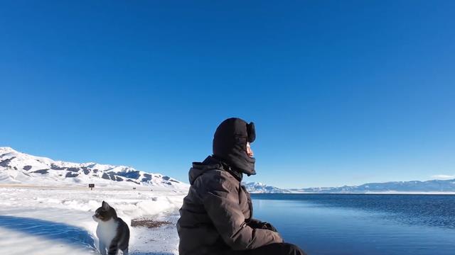 网红小猫“悟空”去世后续：意外殒命，未做绝育，主人发声遭网暴