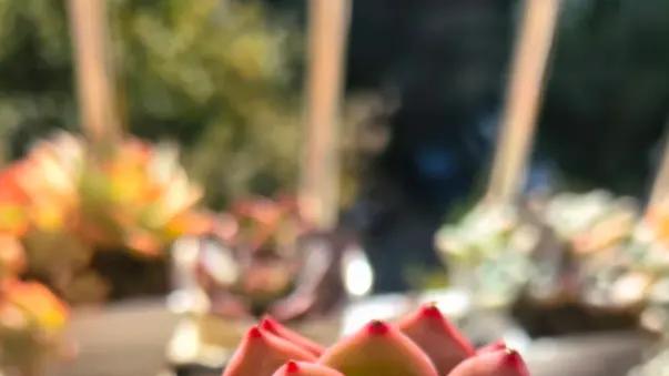 一个月多掏20块电费，用补光灯养多肉，颜色状态简直太美了！