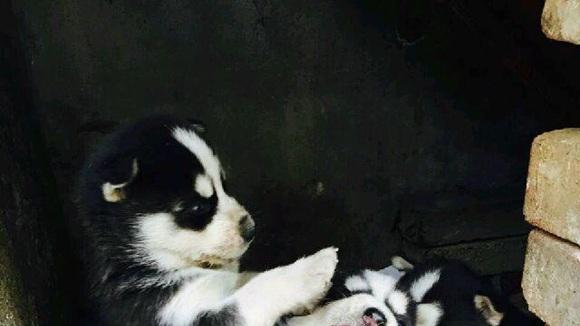雪地埋食习性，冰面行走防护，北极科考队纪实，哈士奇阿拉斯加淘金热