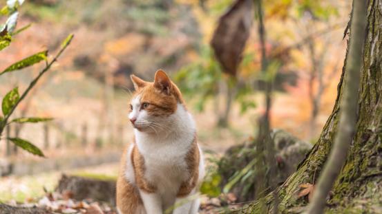 我与猫咪的十年：从手忙脚乱到宠物营养师的养猫心路
