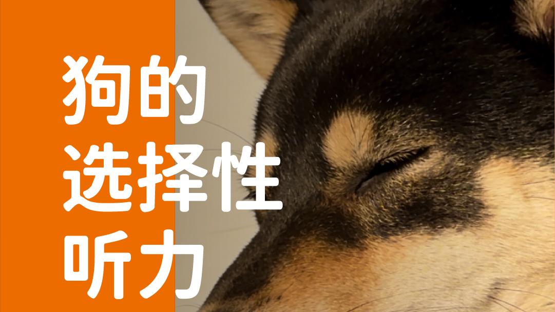 象乡宠物食品 | 狗的选择性听力