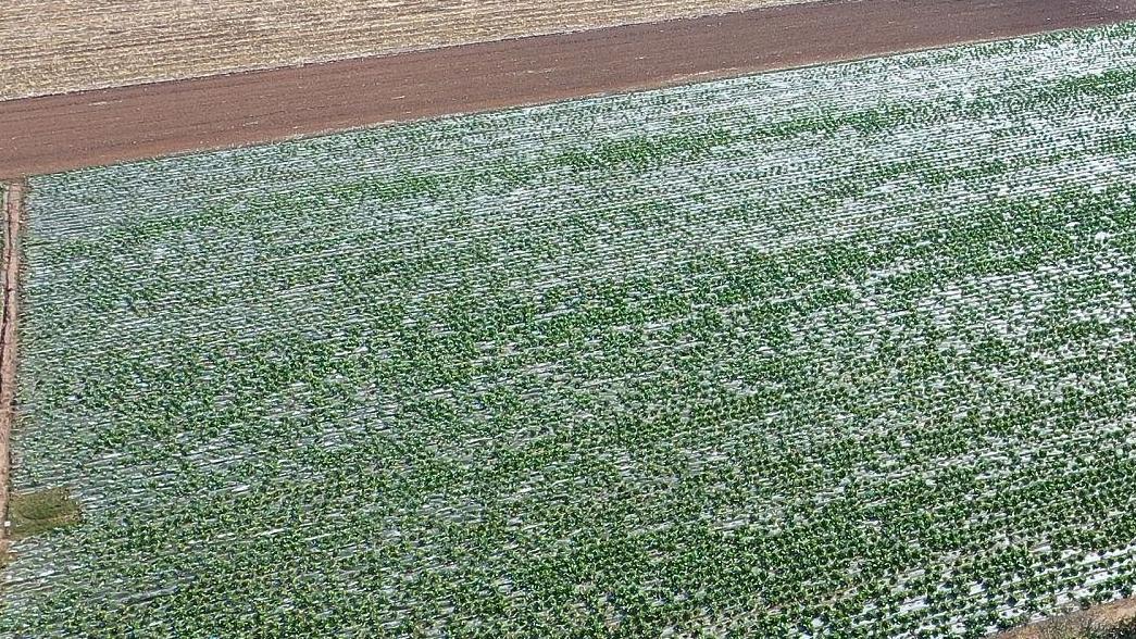 秋天种的大白菜，怎么在团棵期和结球期调控水肥？