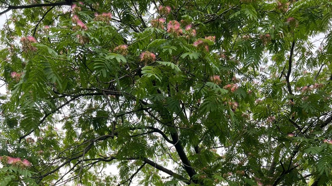 曾经风靡一时的5种绿化树，为啥被淘汰了？看完你就不奇怪了