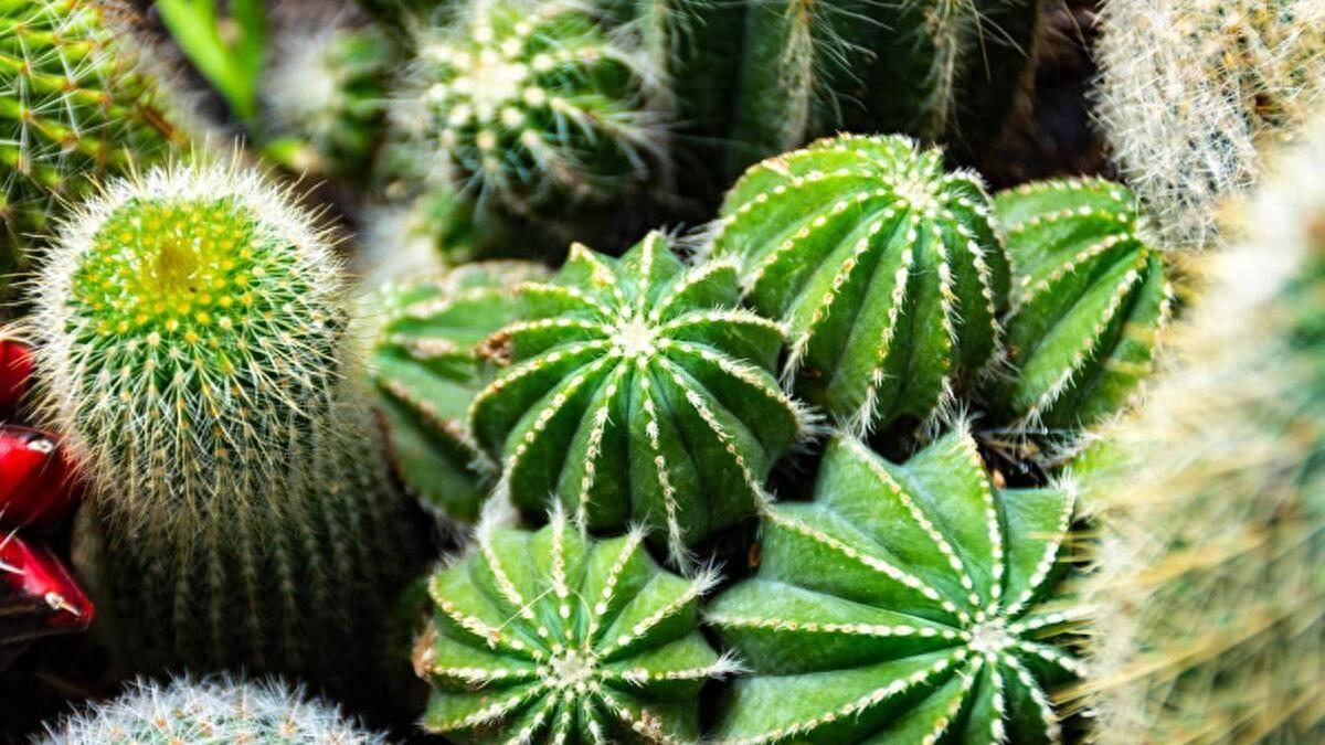如何从零开始种植仙人掌：完整指南及成功秘诀分享